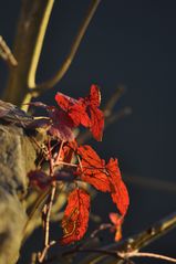 Brombeerblätter in den  letzten Strahlen der Abendsonne