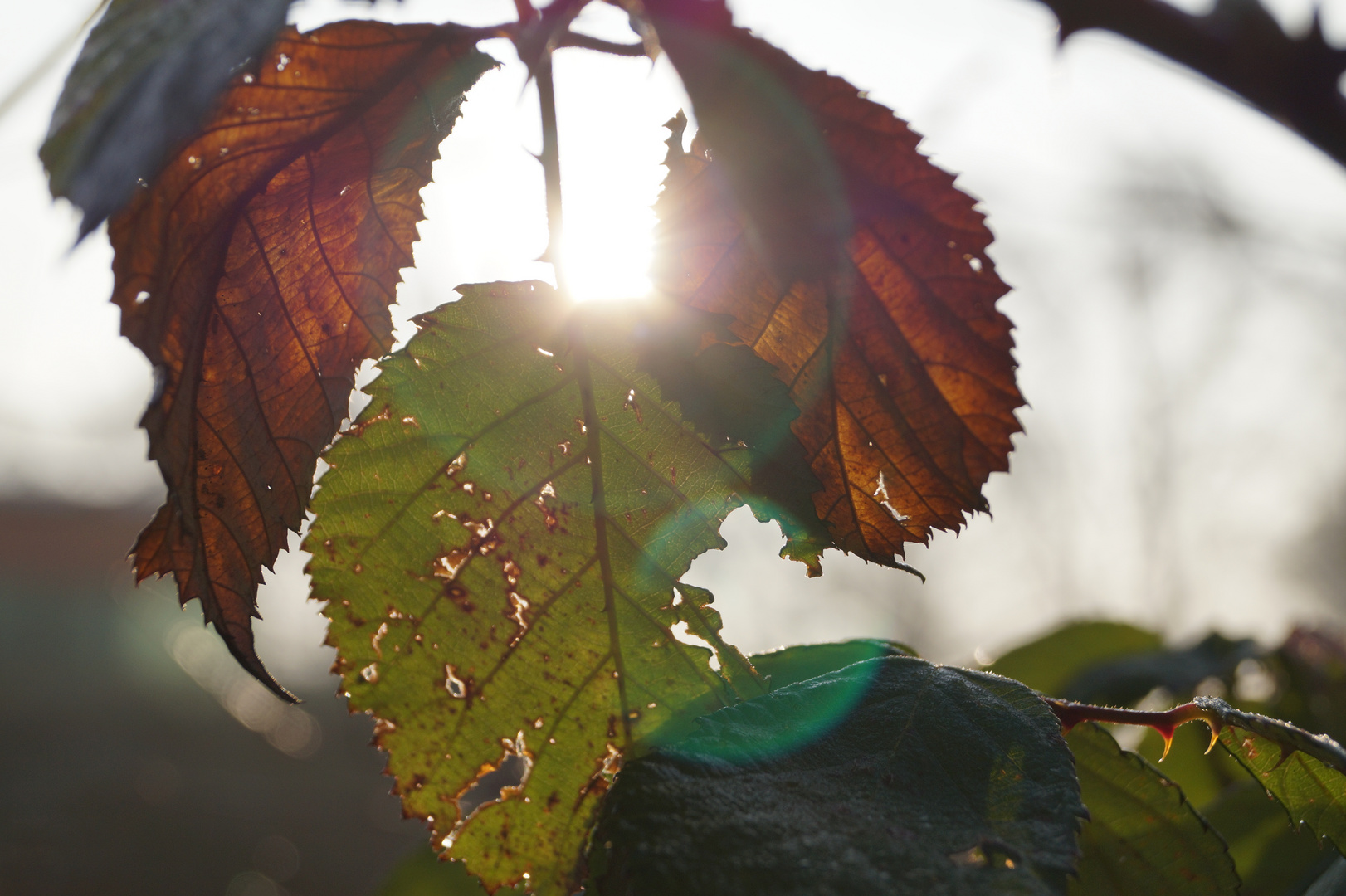 Brombeerblätter in der Morgensonne