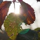 Brombeerblätter in der Morgensonne