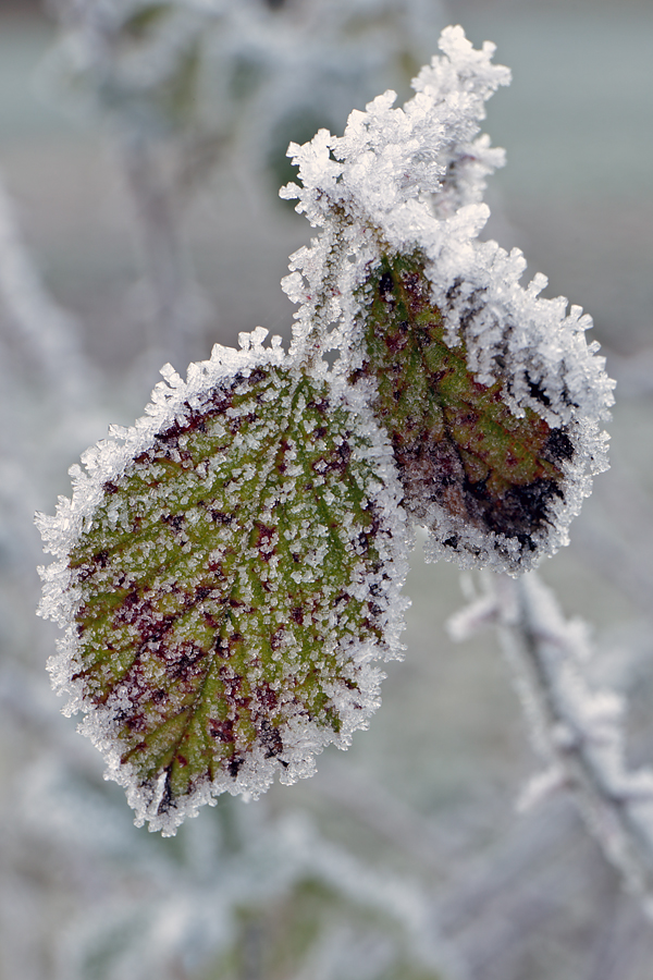 Brombeerblätter mit Raureif