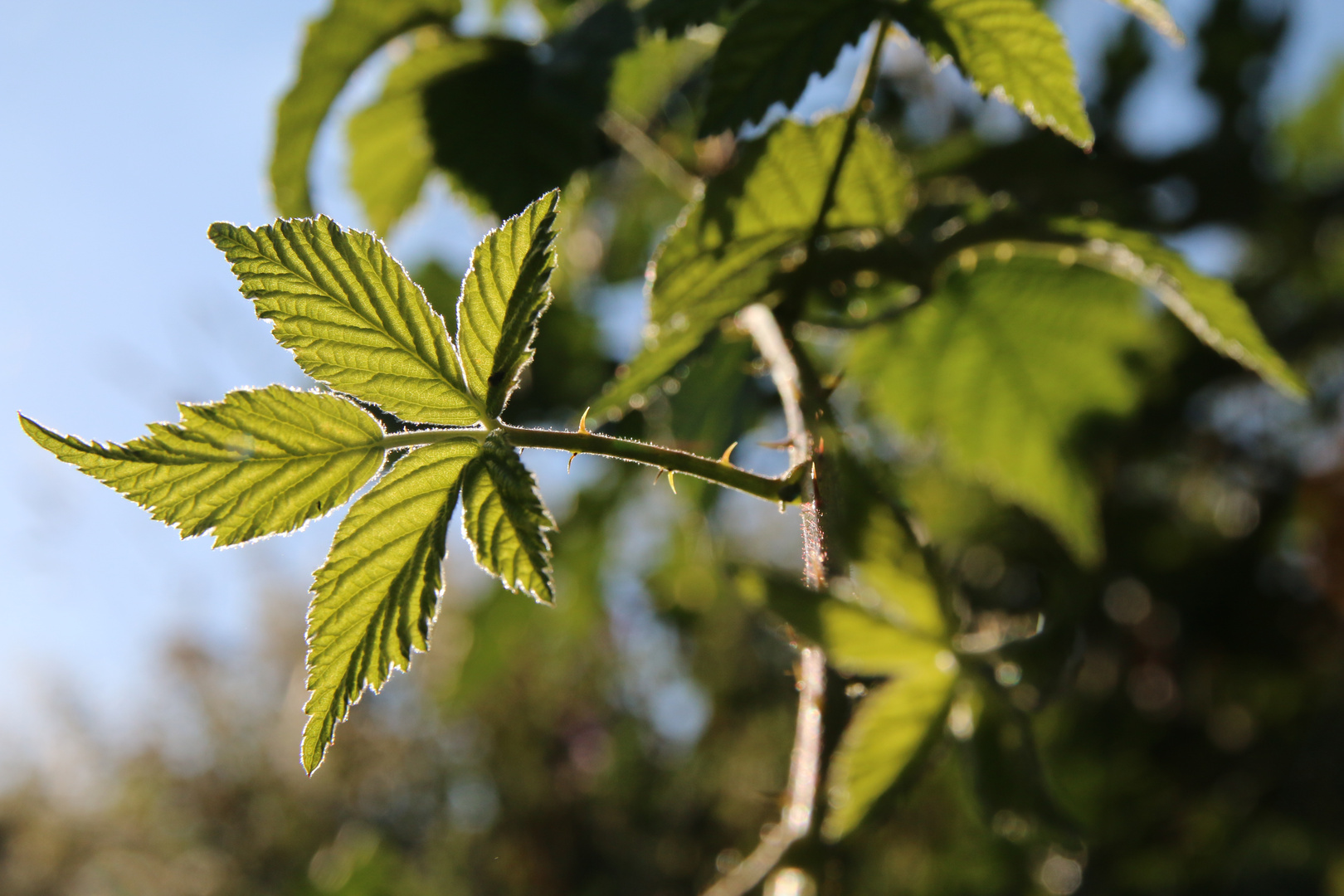 Brombeerblatt