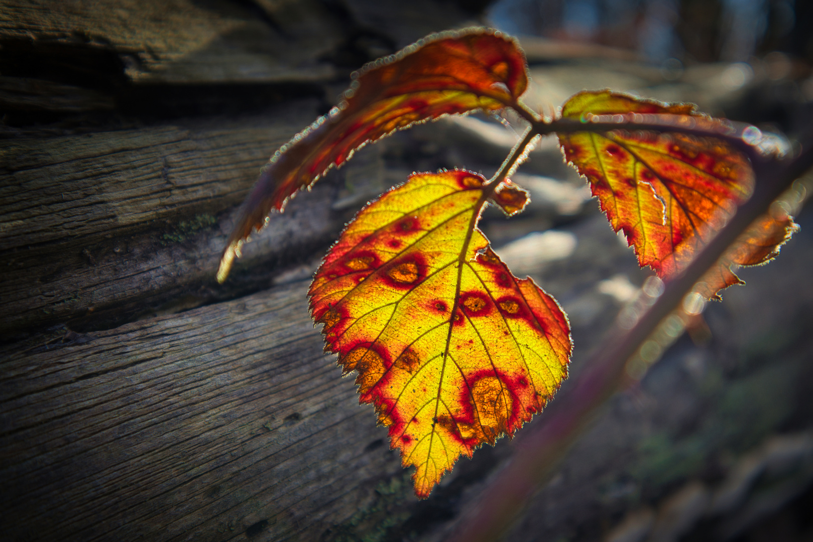 Brombeerblatt