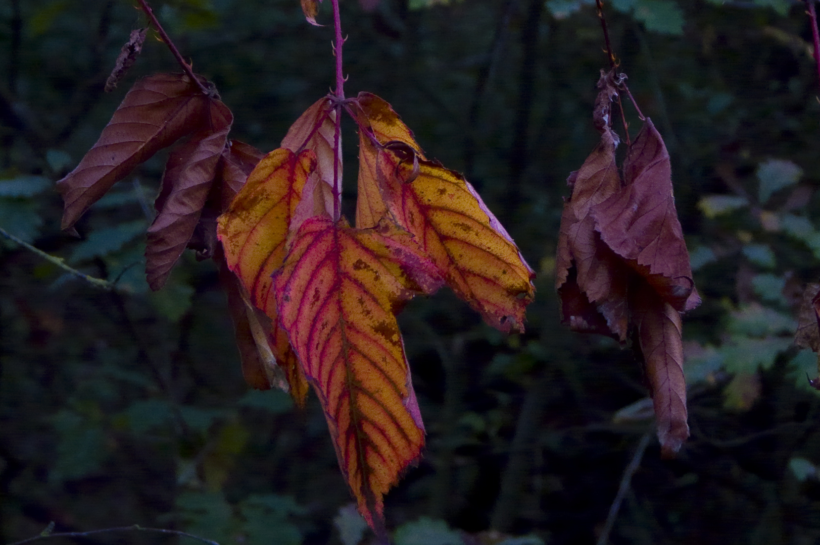 Brombeerblatt