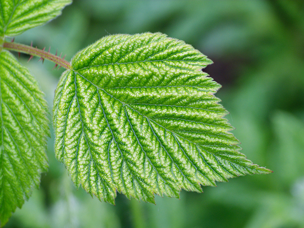 Brombeerblatt