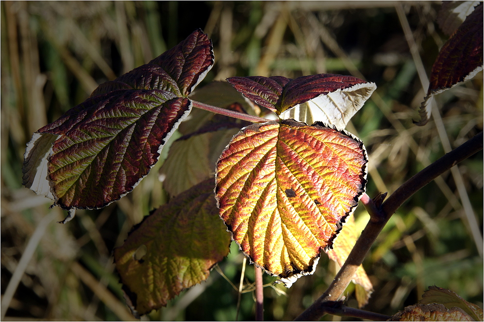 Brombeerblatt