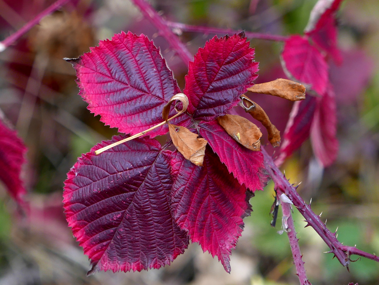 Brombeerblatt