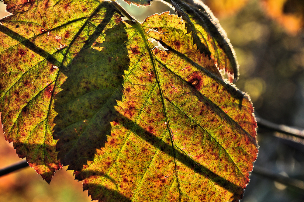 Brombeerblatt im Herbst