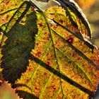 Brombeerblatt im Herbst