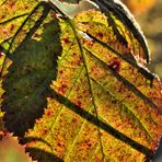 Brombeerblatt im Herbst