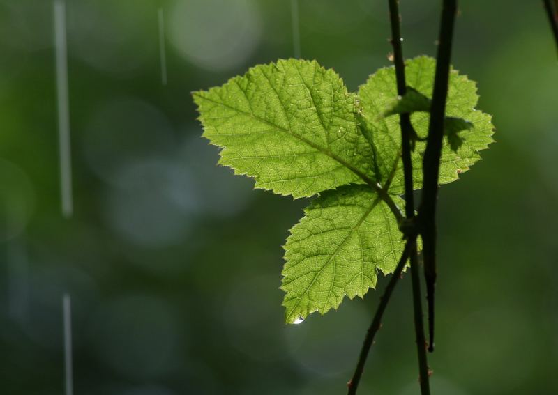 Brombeerblatt im Regen