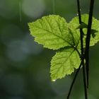 Brombeerblatt im Regen