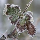 Brombeerblatt im Winterschlaf