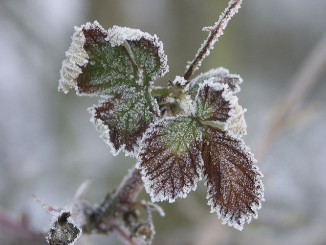 Brombeerblatt im Winterschlaf