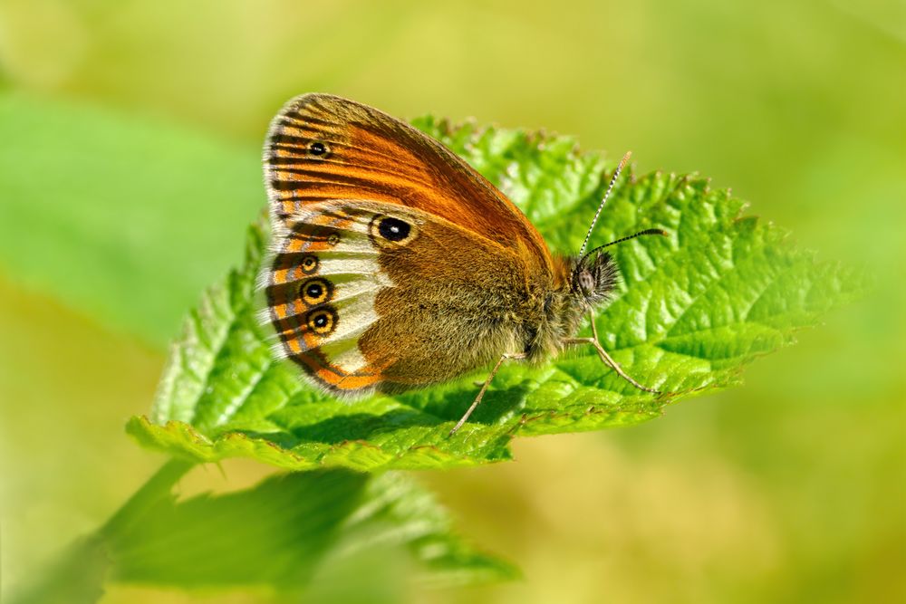 BrombeerblattSonnenstuhl