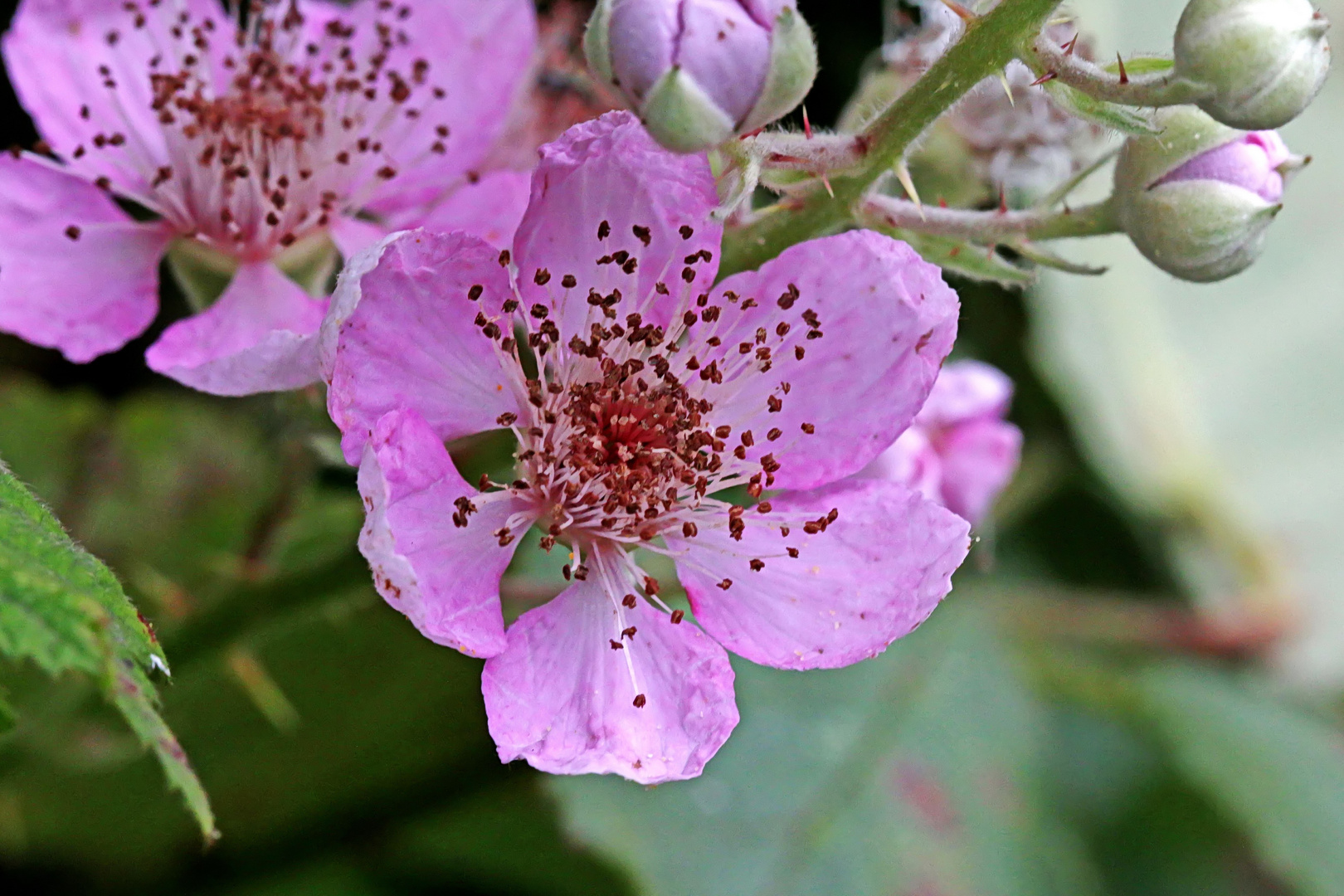 Brombeerblüte (1)