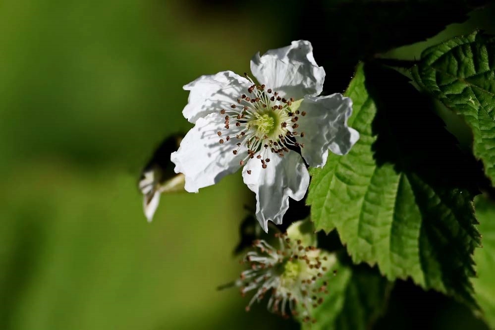 Brombeerblüte