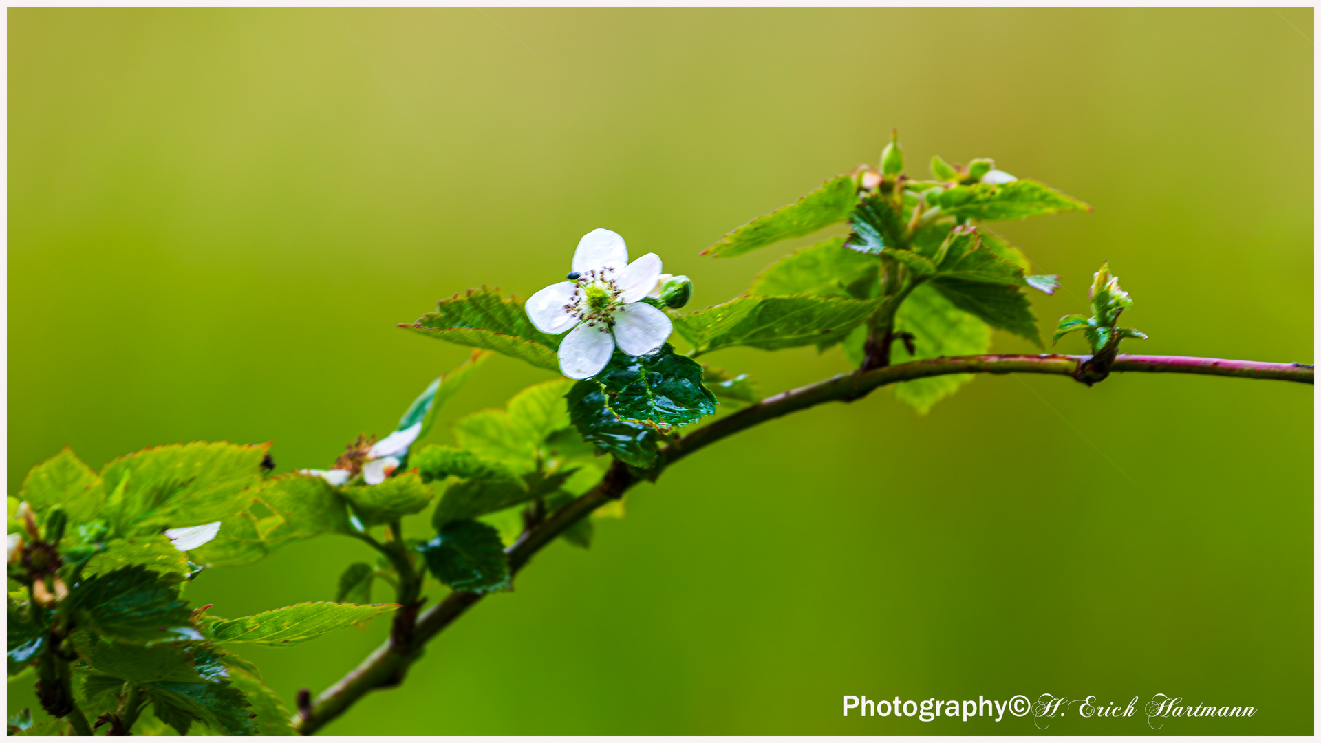 Brombeerblüte