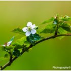 Brombeerblüte