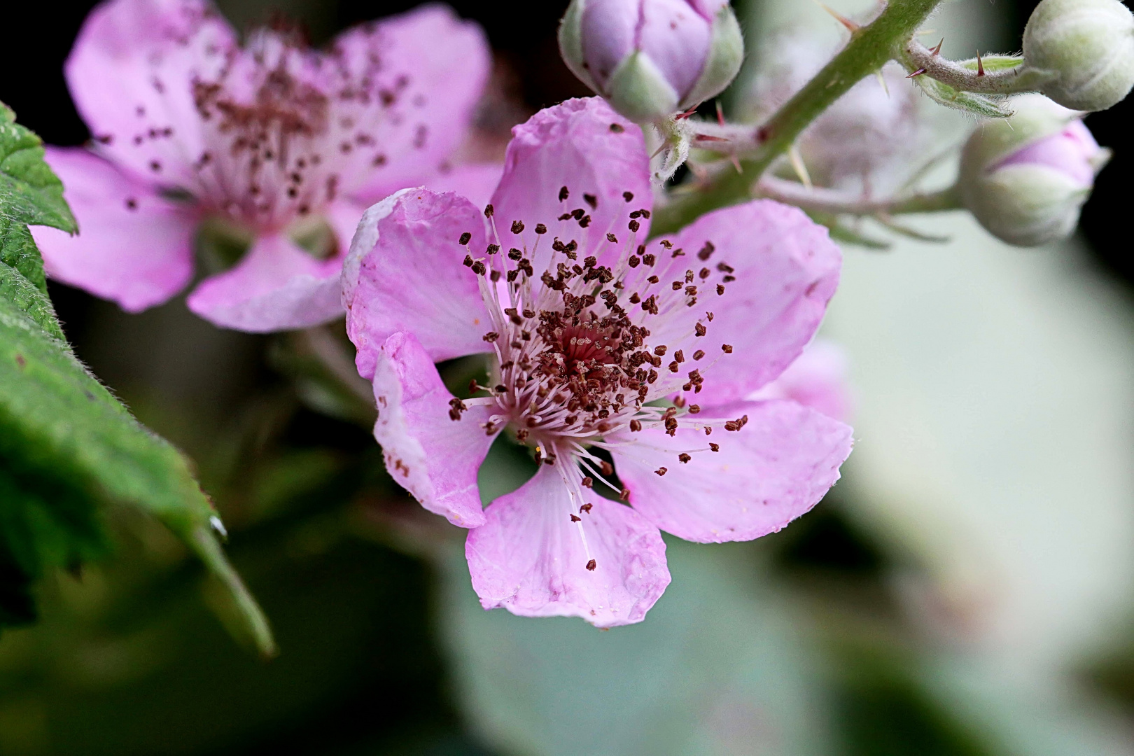 Brombeerblüte (2)