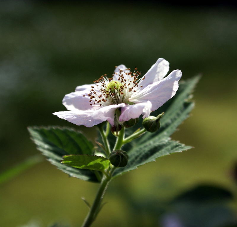 Brombeerblüte