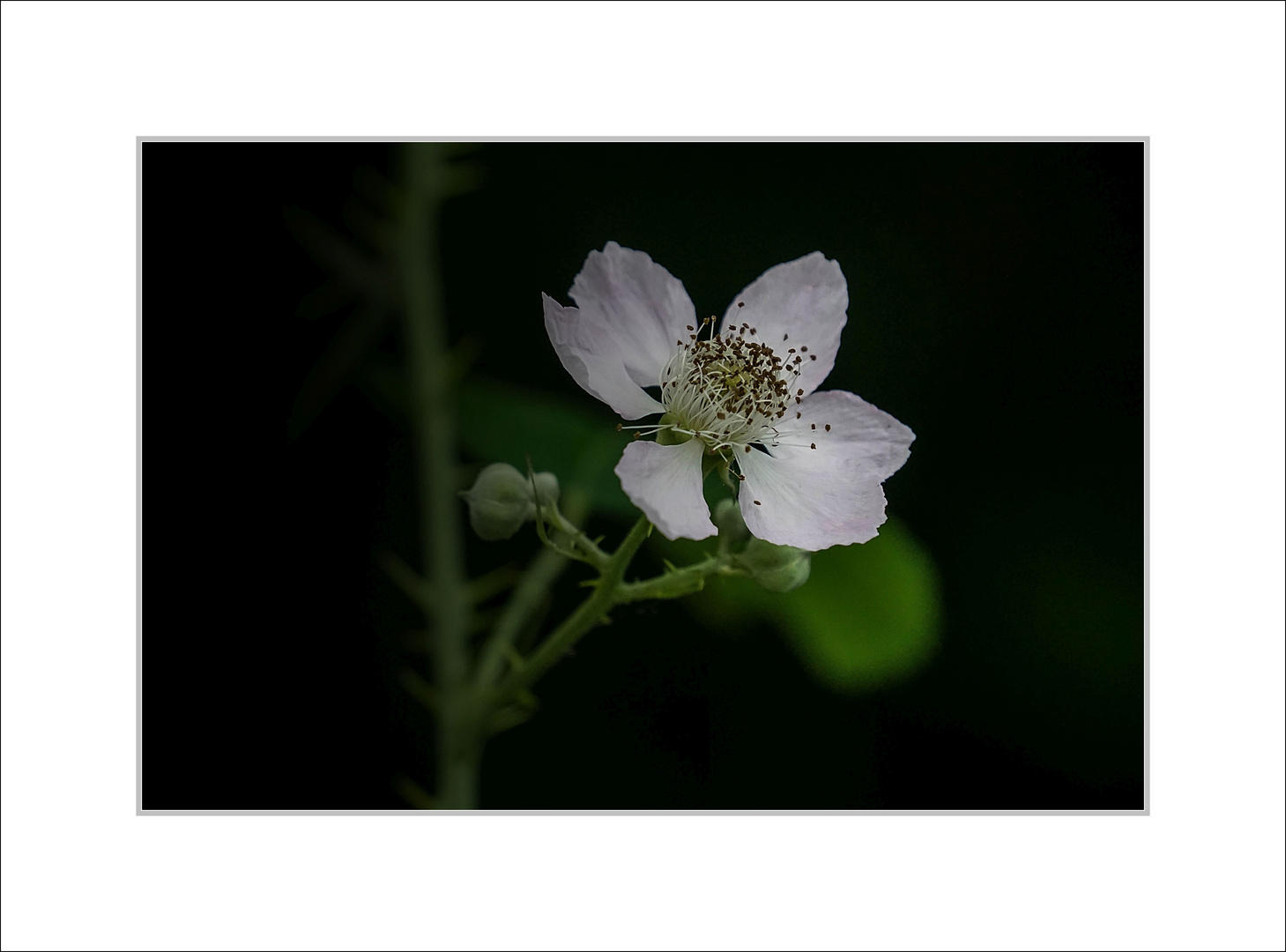 Brombeerblüte