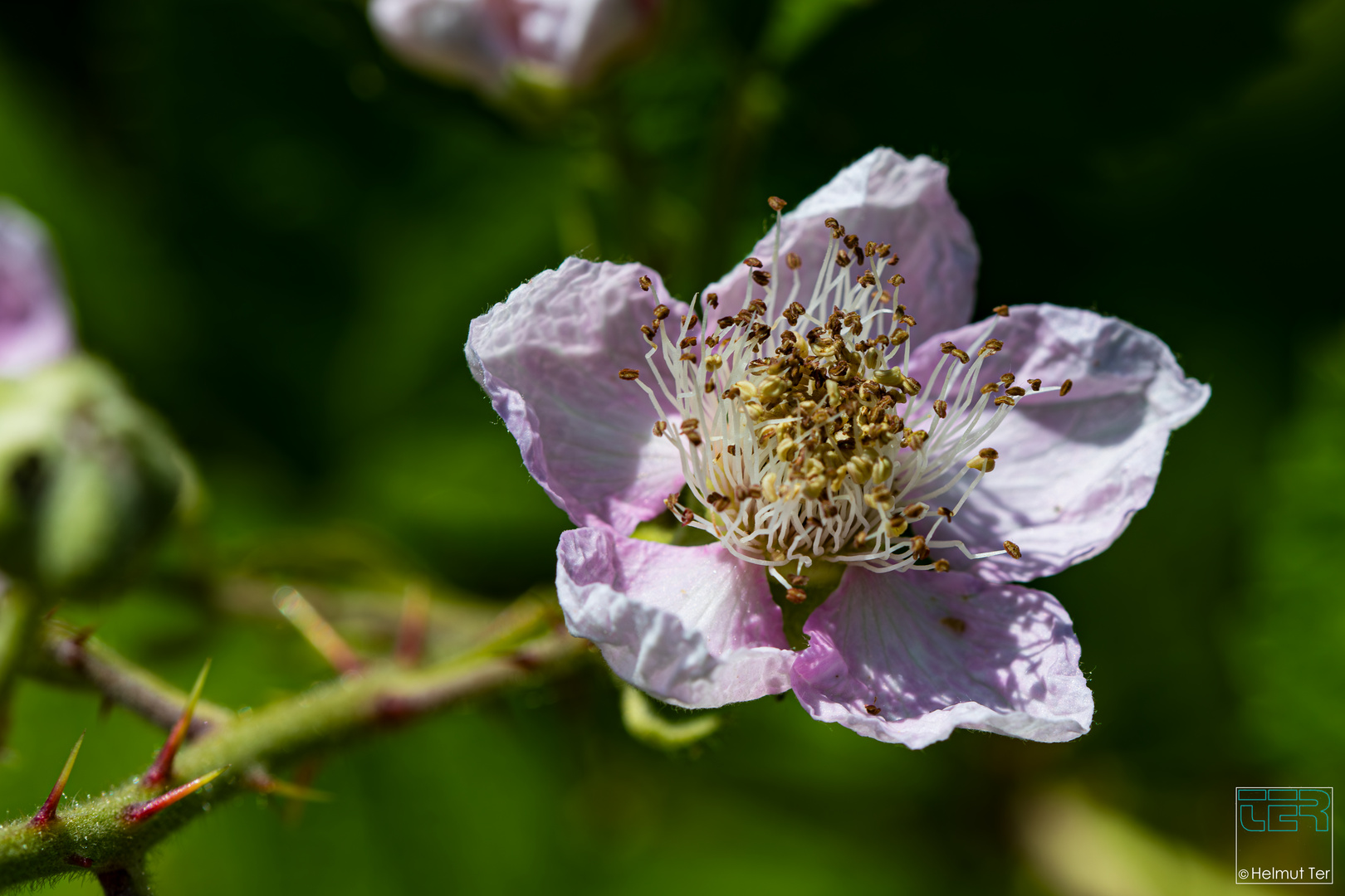 Brombeerblüte