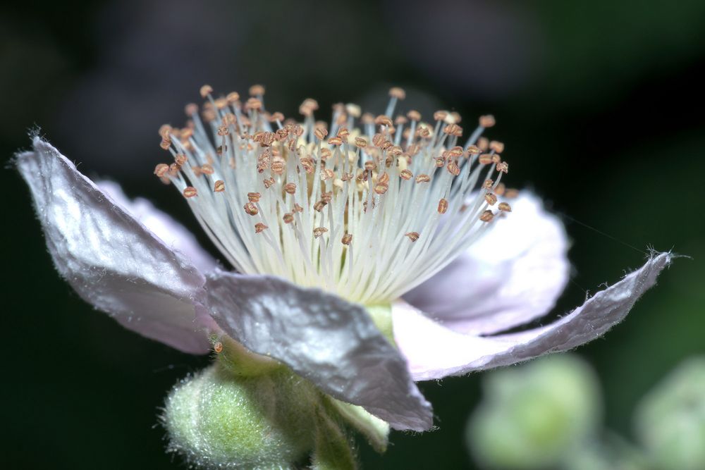 Brombeerblüte