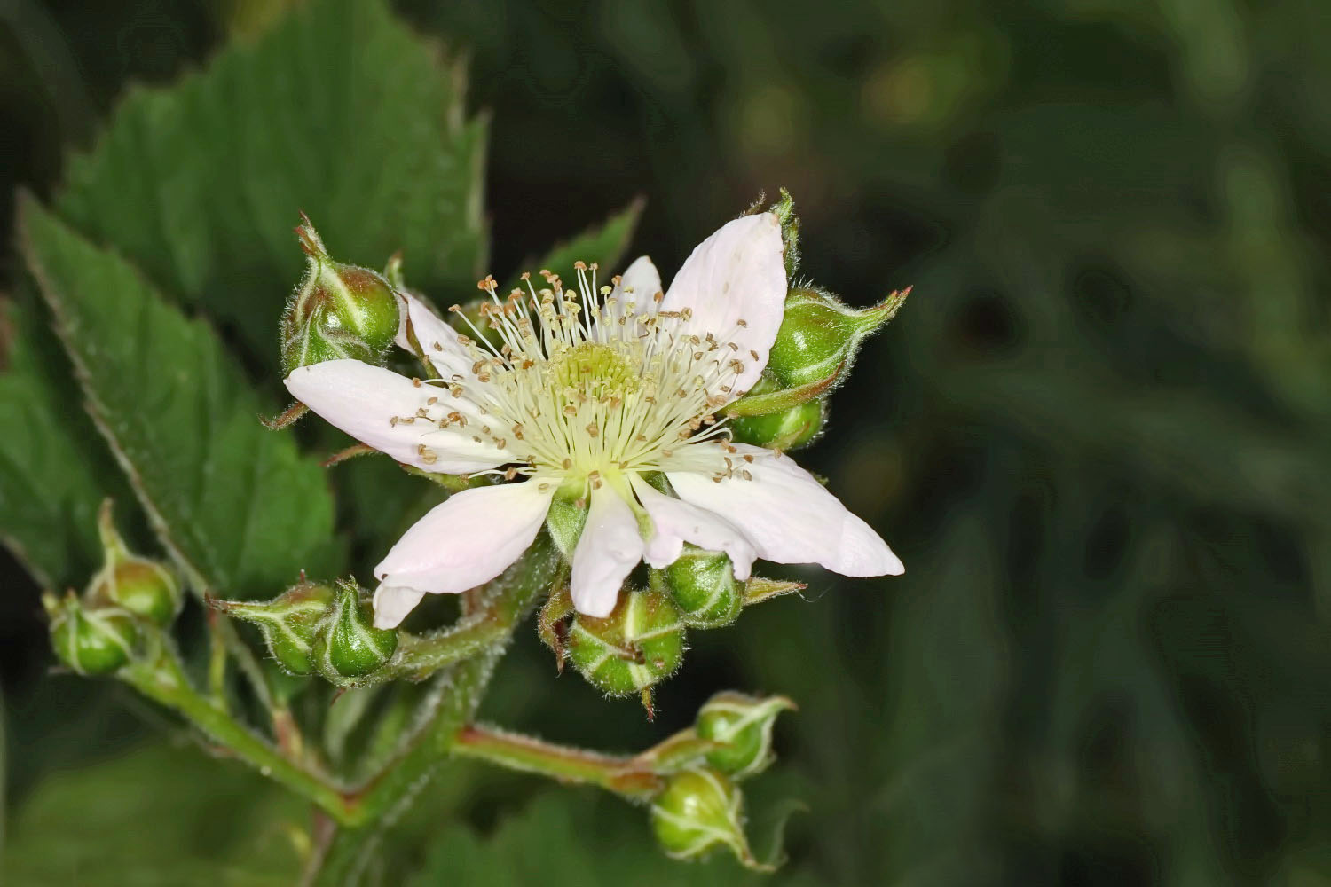 Brombeerblüte