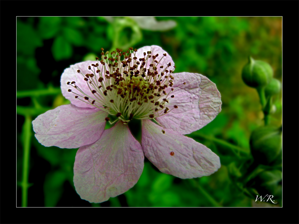 Brombeerblüte....