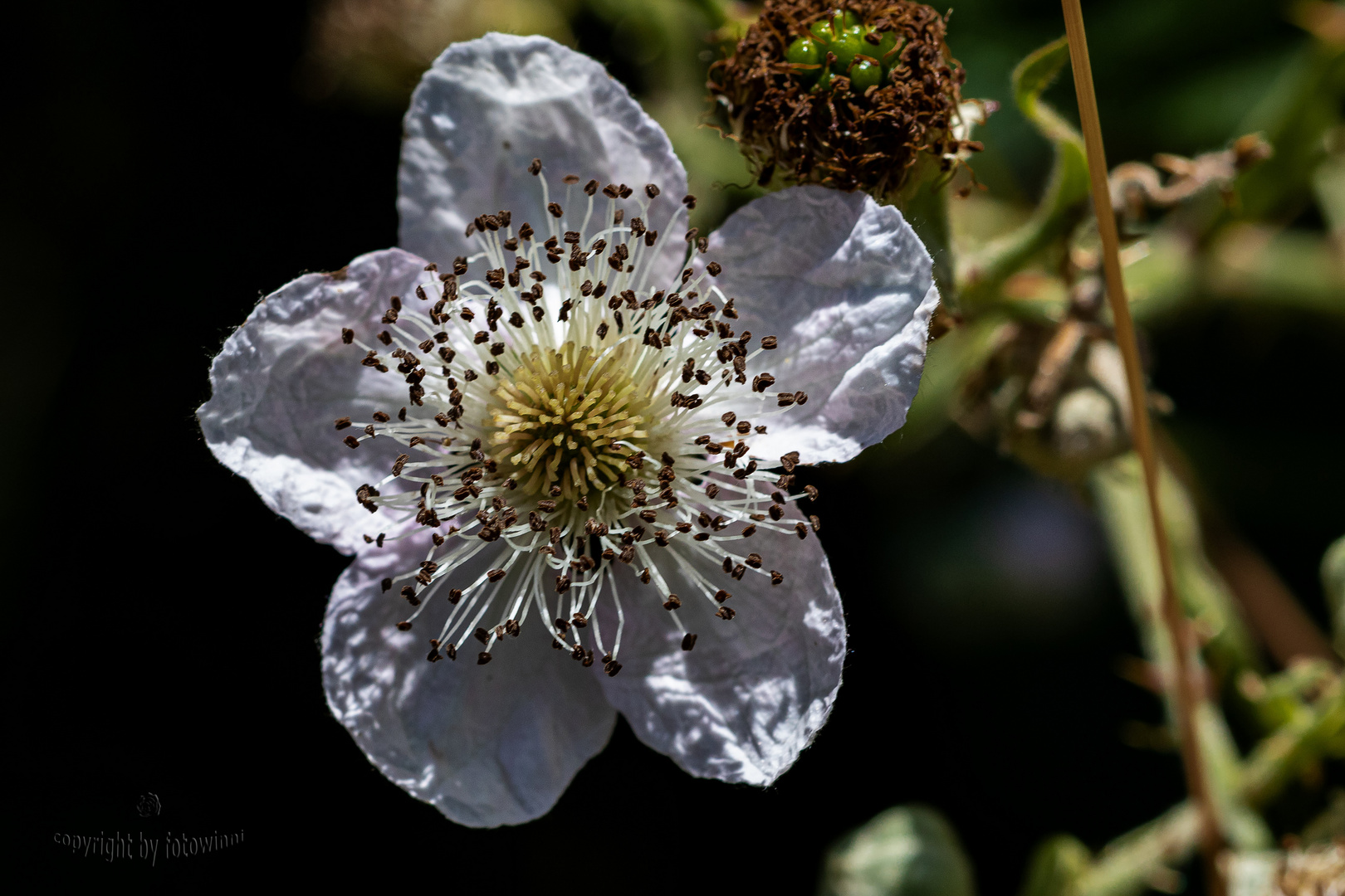 Brombeerblüte