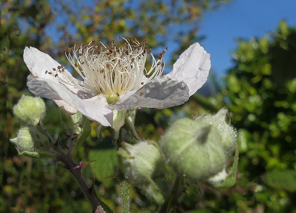 Brombeerblüte