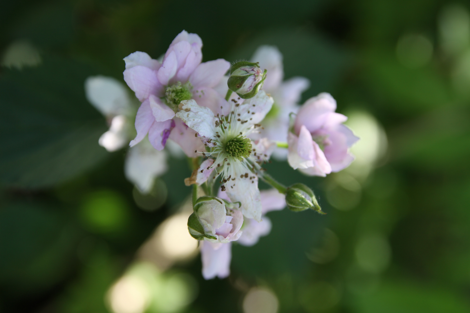 Brombeerblüte