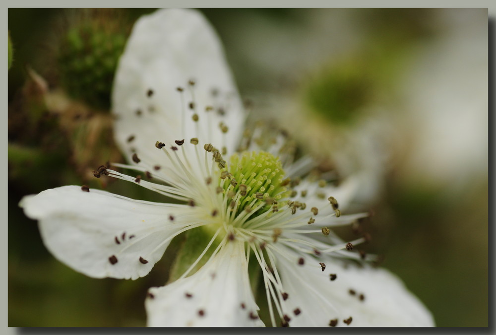 Brombeerblüte