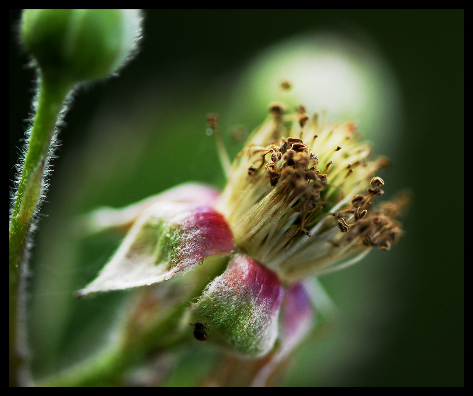 Brombeerblüte