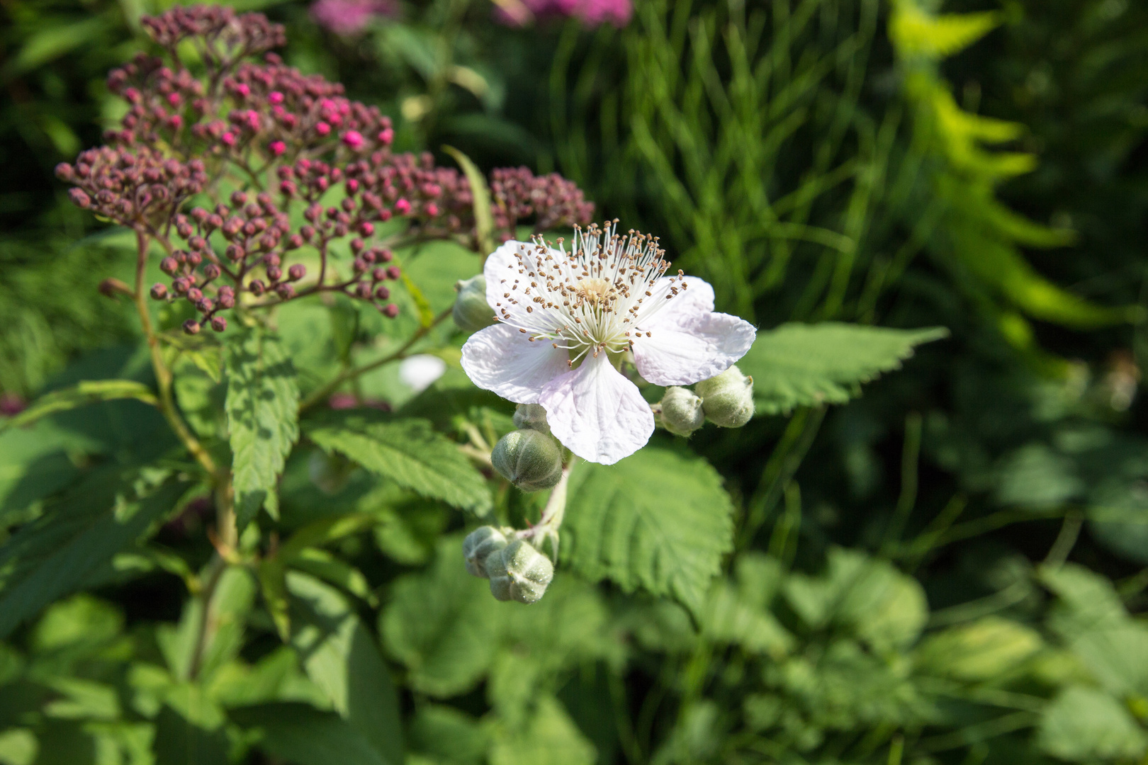 Brombeerblüte