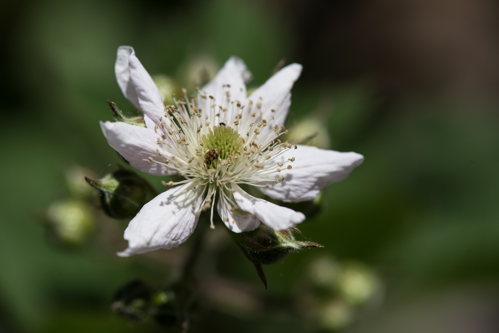 Brombeerblüte