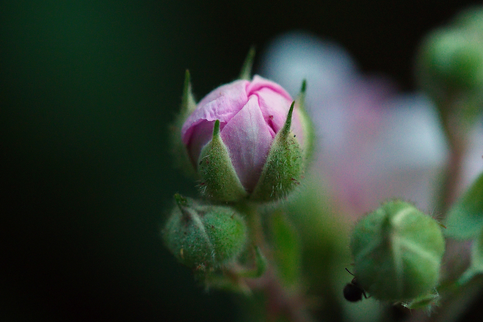 Brombeerblüte .....