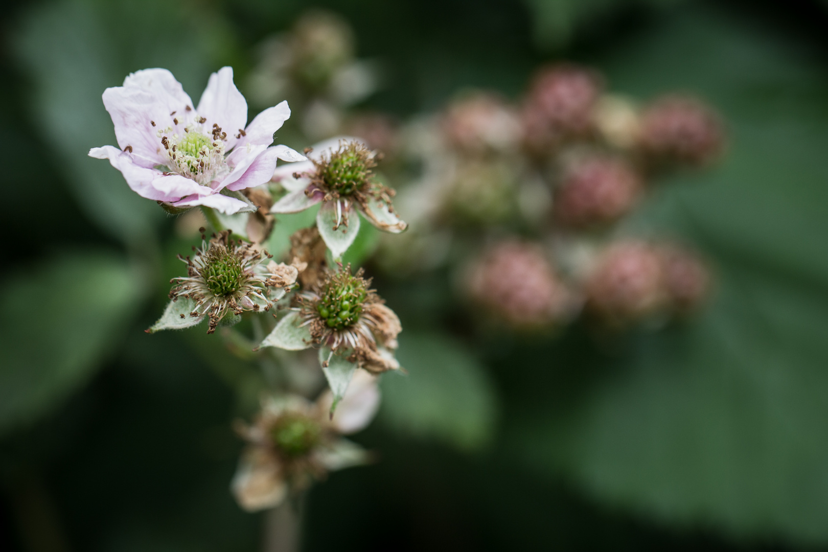 Brombeerblüte