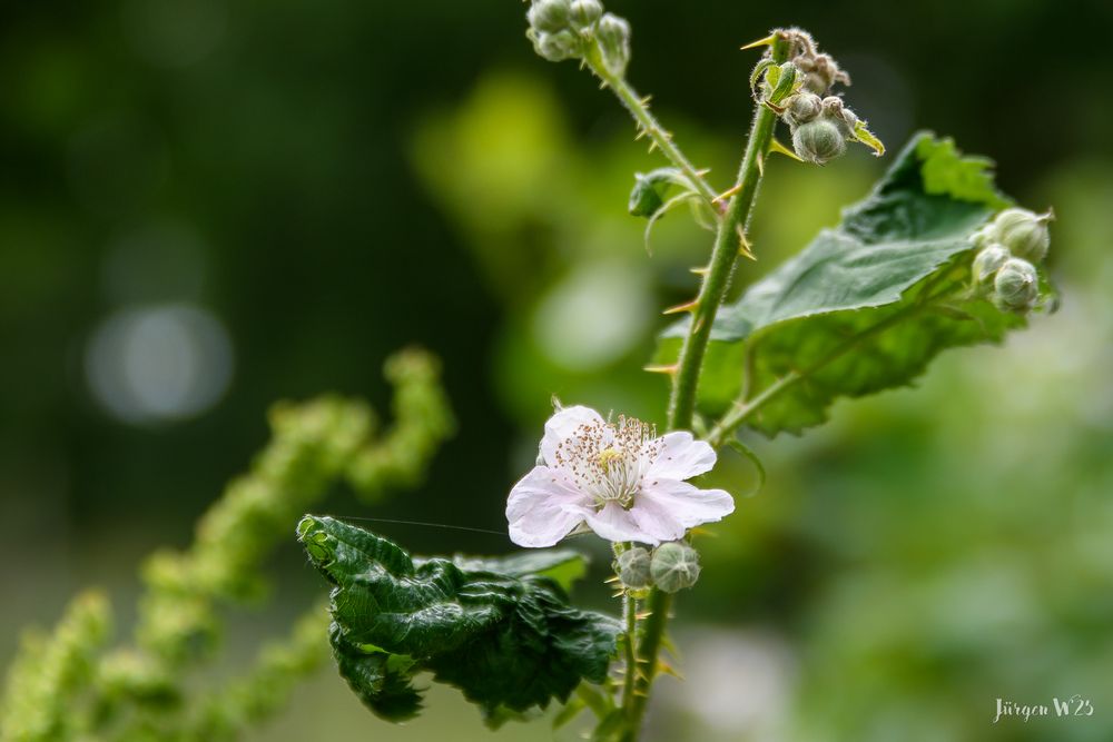 Brombeerblüte