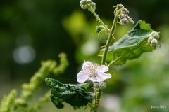 Brombeerblüte