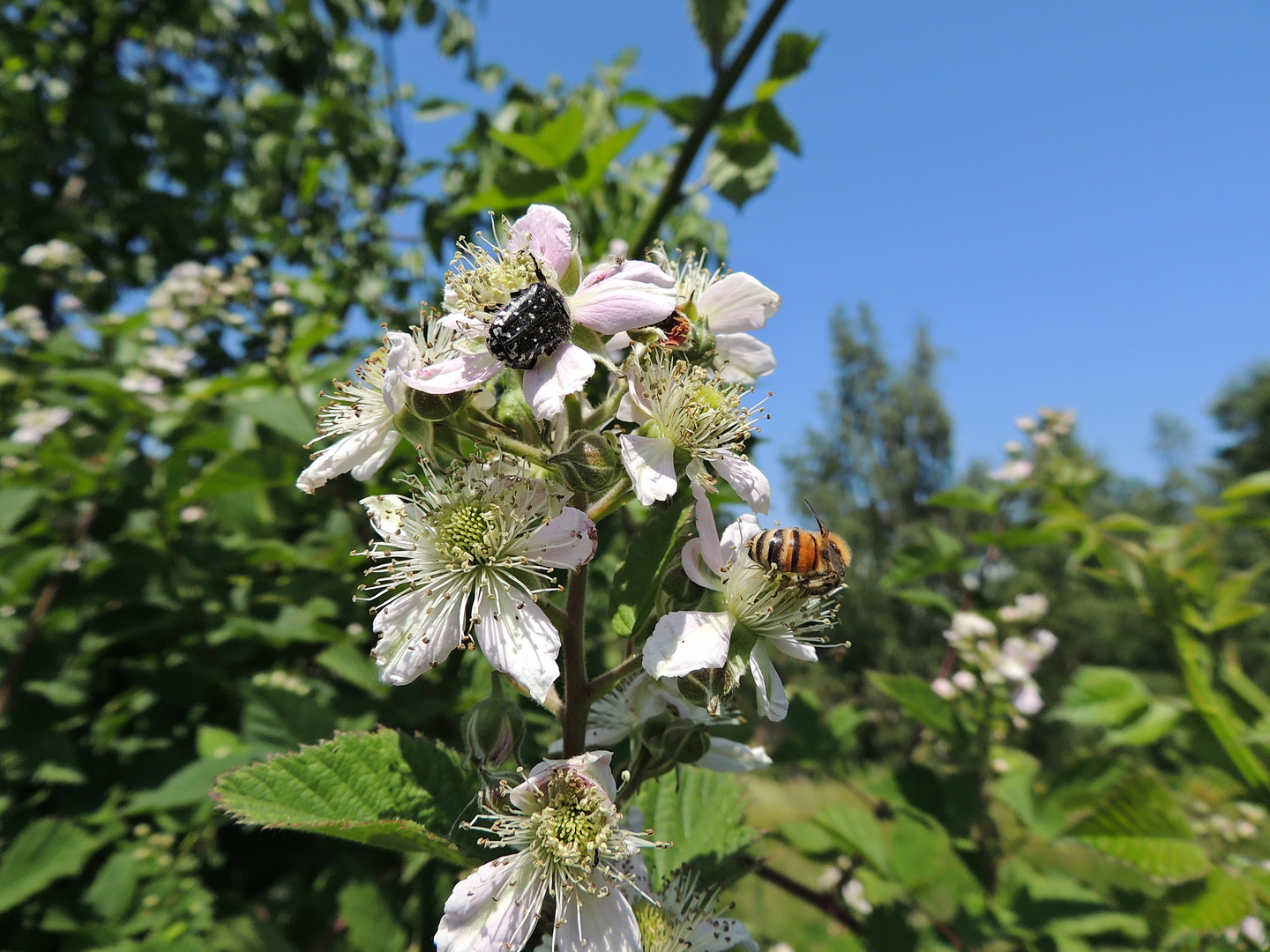 Brombeerblüte