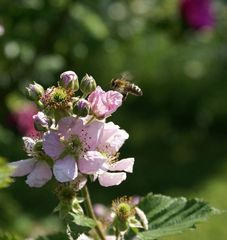 Brombeerblüte