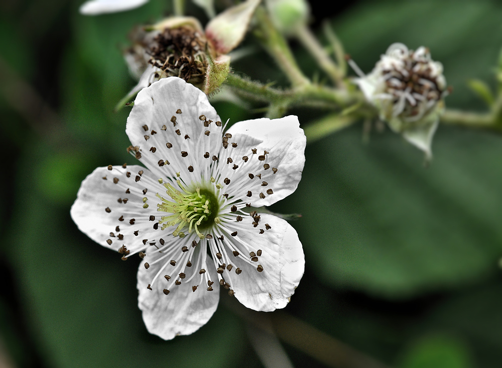 Brombeerblüte...........