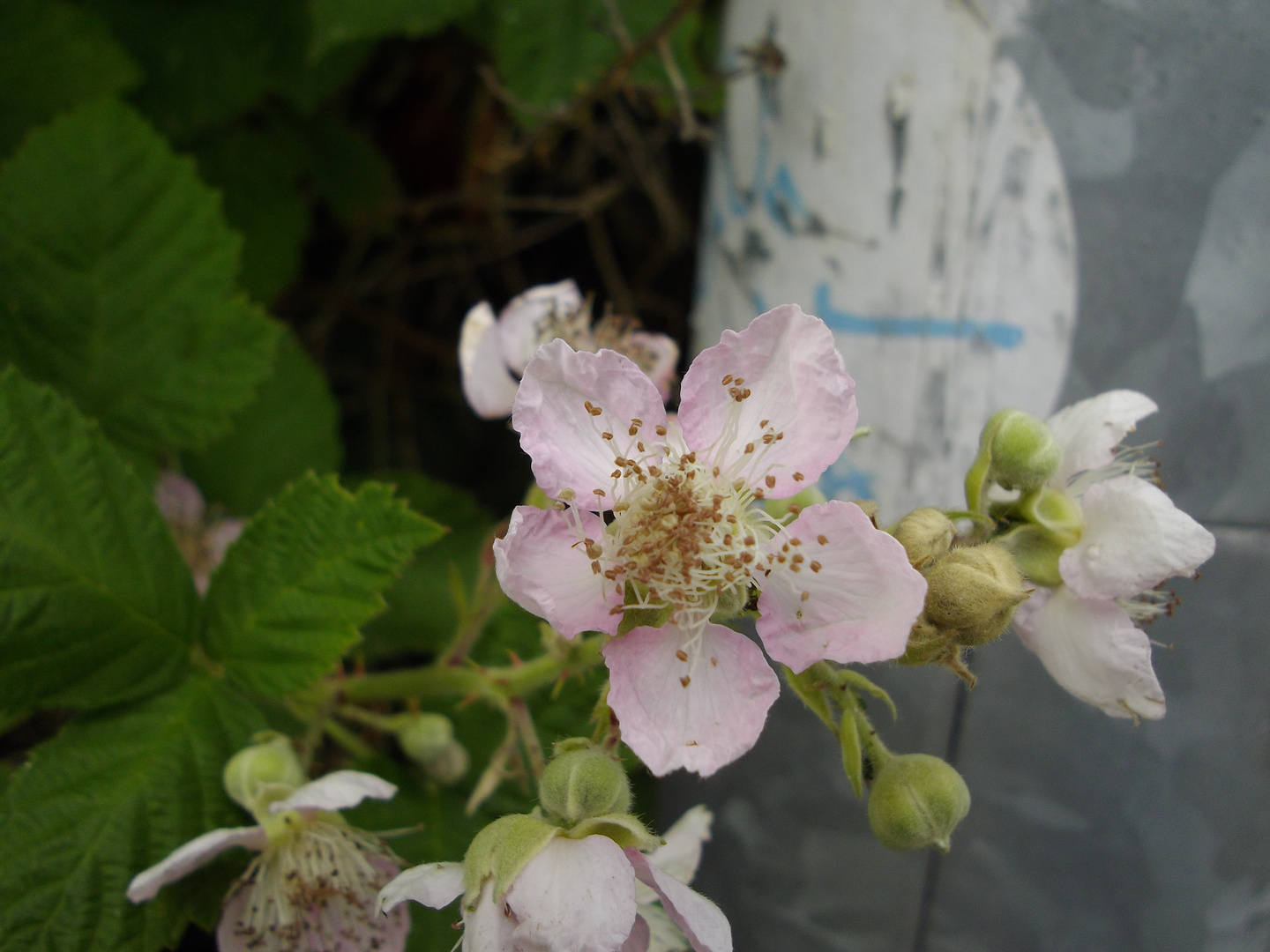 Brombeerblüte