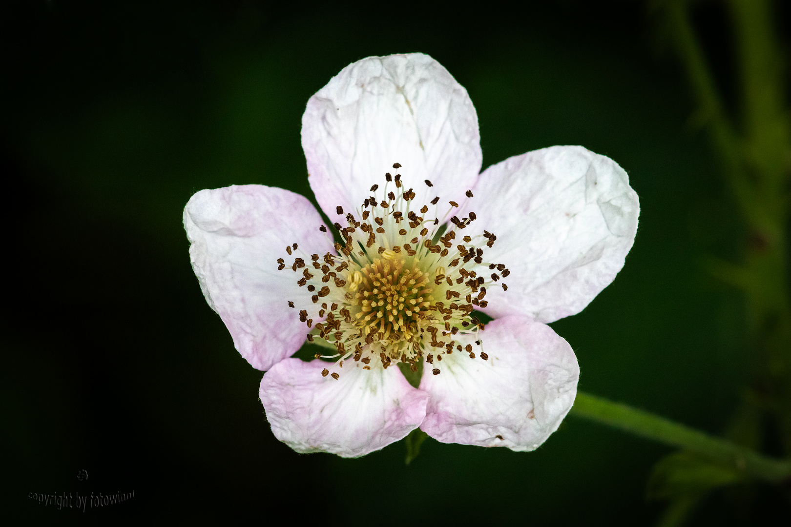 Brombeerblüte