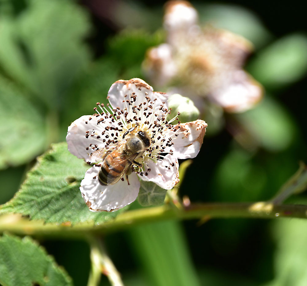 Brombeerblüte