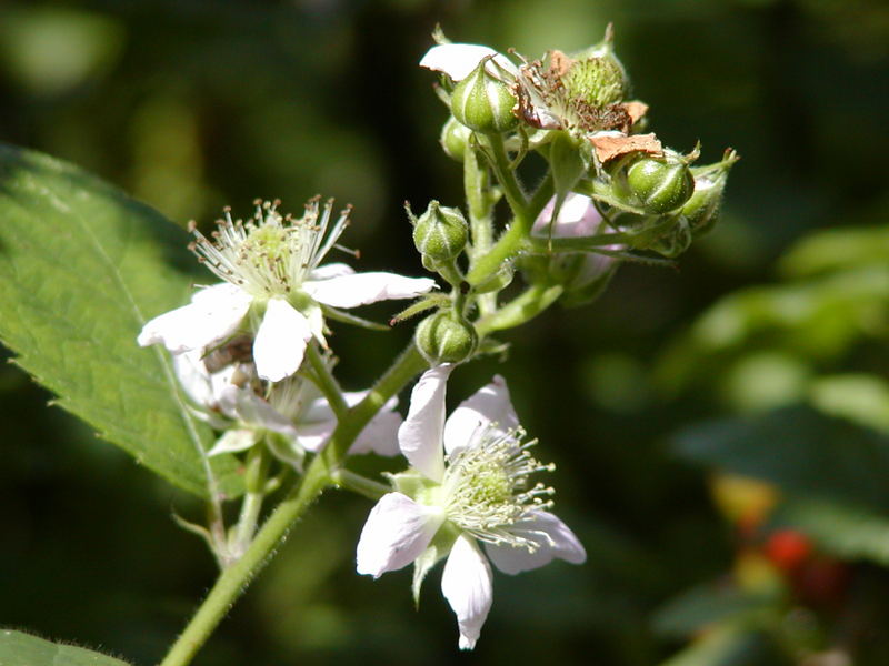 Brombeerblüte im elterlichen Garten