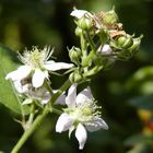 Brombeerblüte im elterlichen Garten