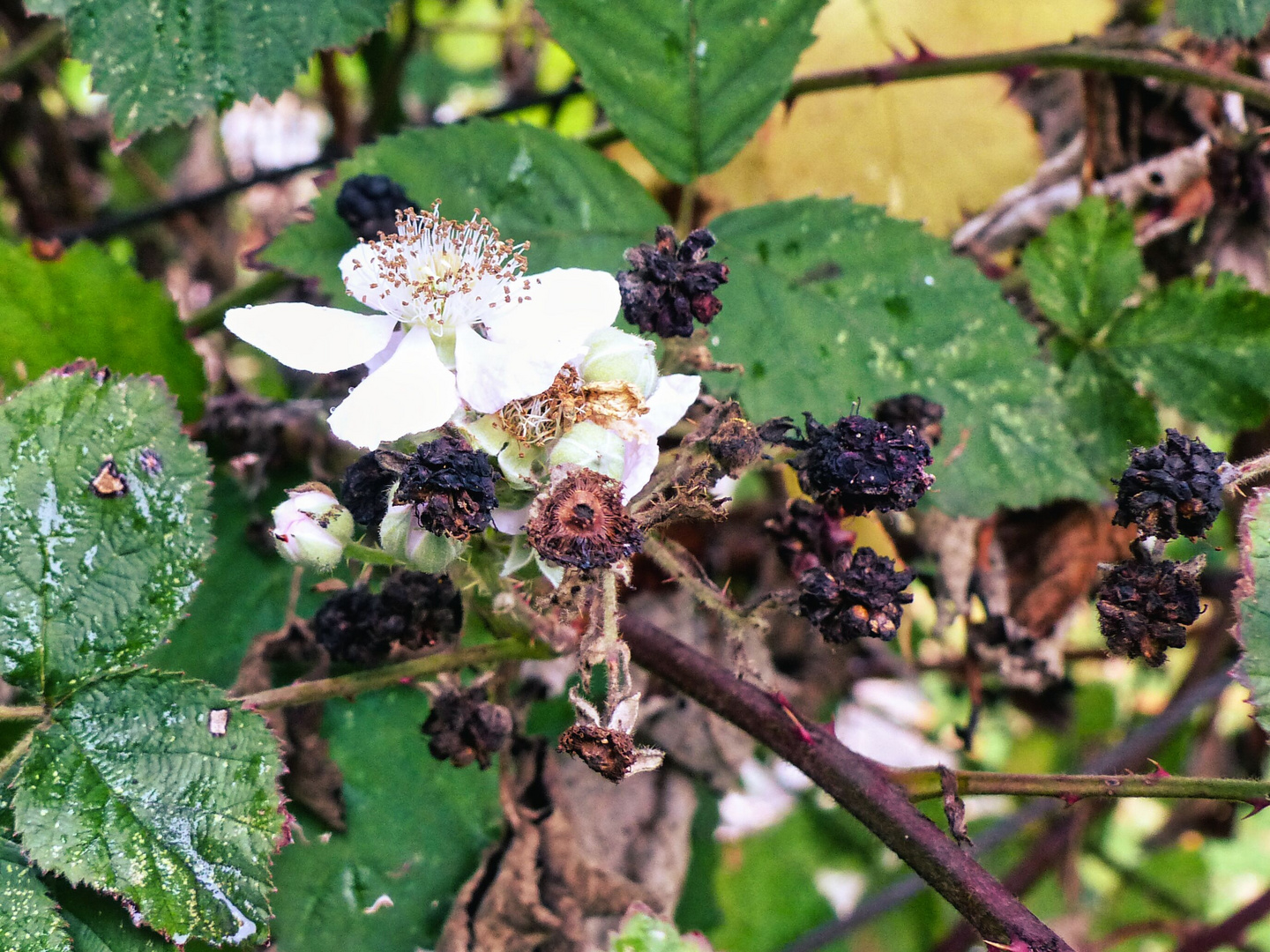 Brombeerblüte im November