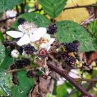 Brombeerblüte im November